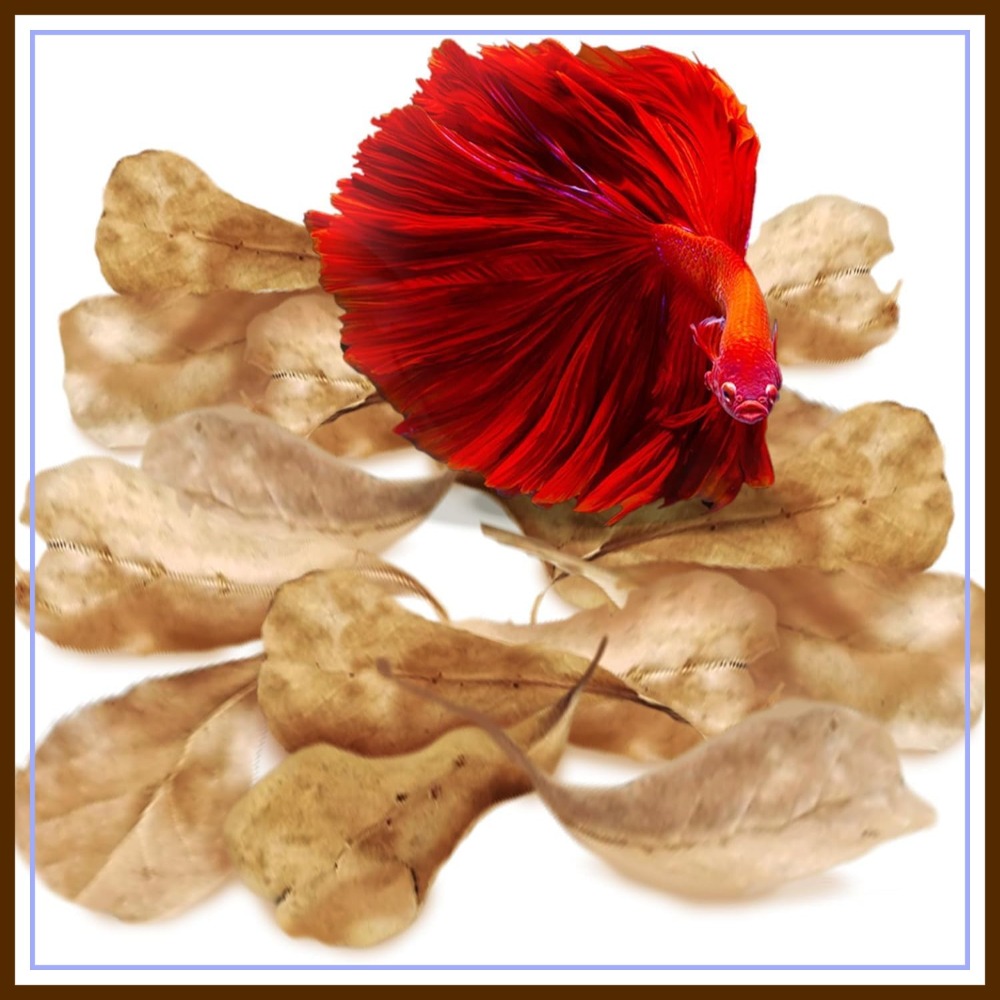 Aquarium Goldfish - 50 Pcs Catappa Indian Almond Leaves