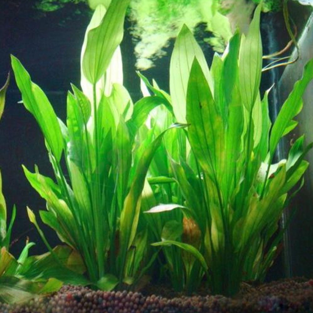 Aquarium Fish Only - 15CM/10CM Underwater Artificial Aquatic Plant Ornaments