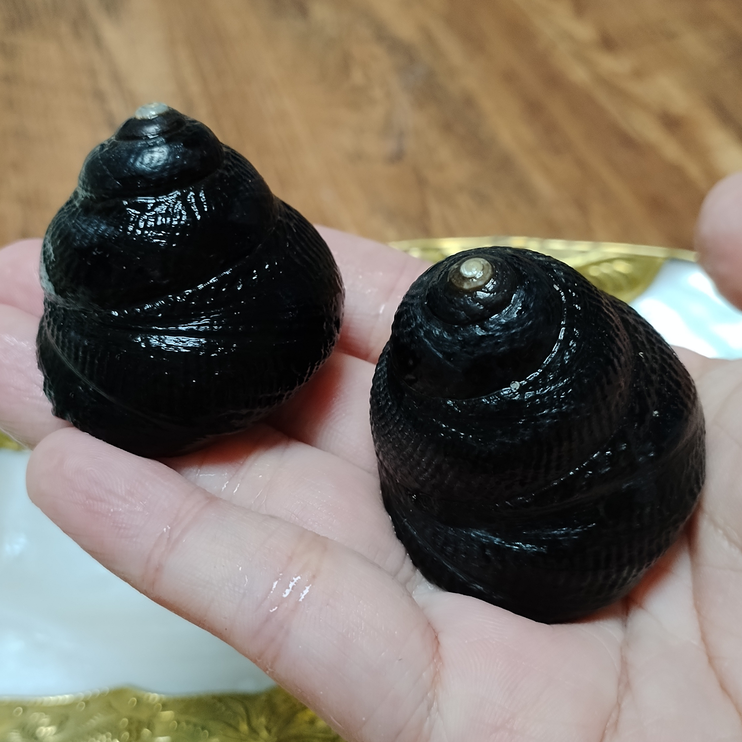 Aquarium Fish Only - 2 PCS Black Jade Snails Natural