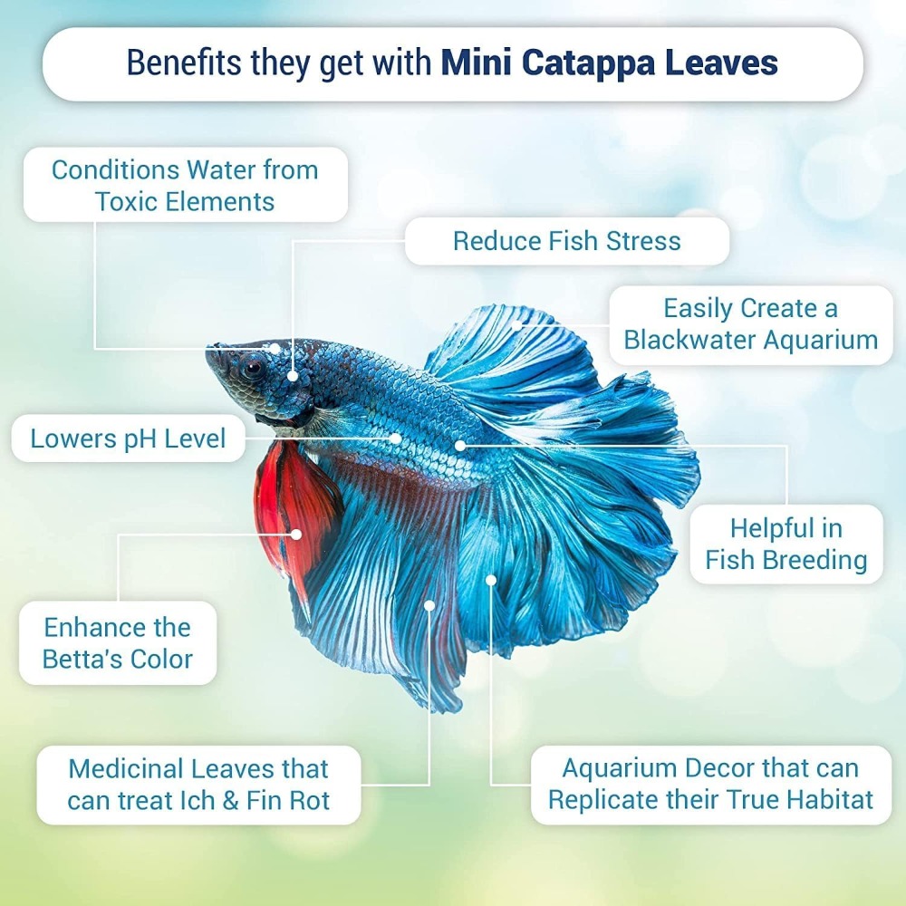 50 Pcs Catappa Indian Almond L - Aquarium Goldfish recension och pris
