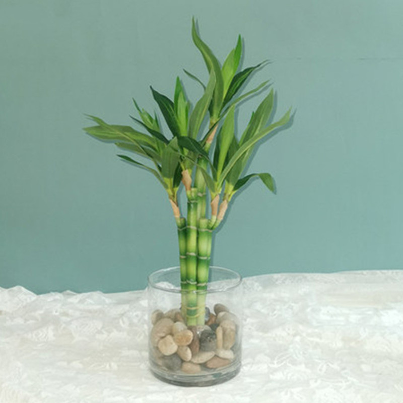 New 40cm rFtificial Lucky Bamb - Aquarium Fish Only recension och pris