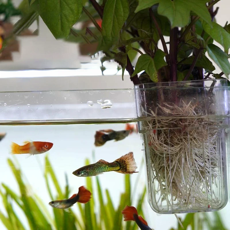 Hydroponic Planting Cup Househ - Aquarium Fish Only recension och pris