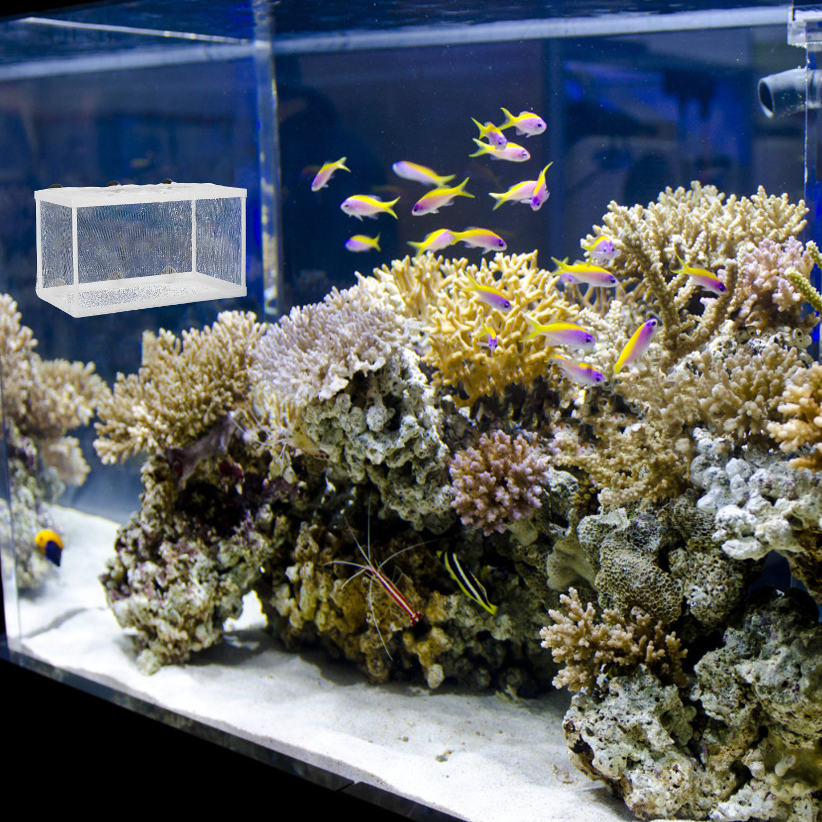 Fish Breeder Net Hatchery Box  - Aquarium Fish Rate recension och pris