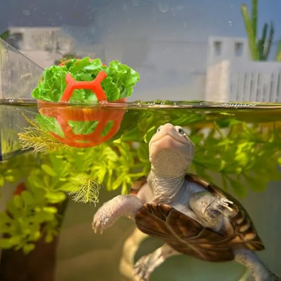 3 Pack Feeding Ball Toys for T - Aquarium Fish Supplier recension och pris