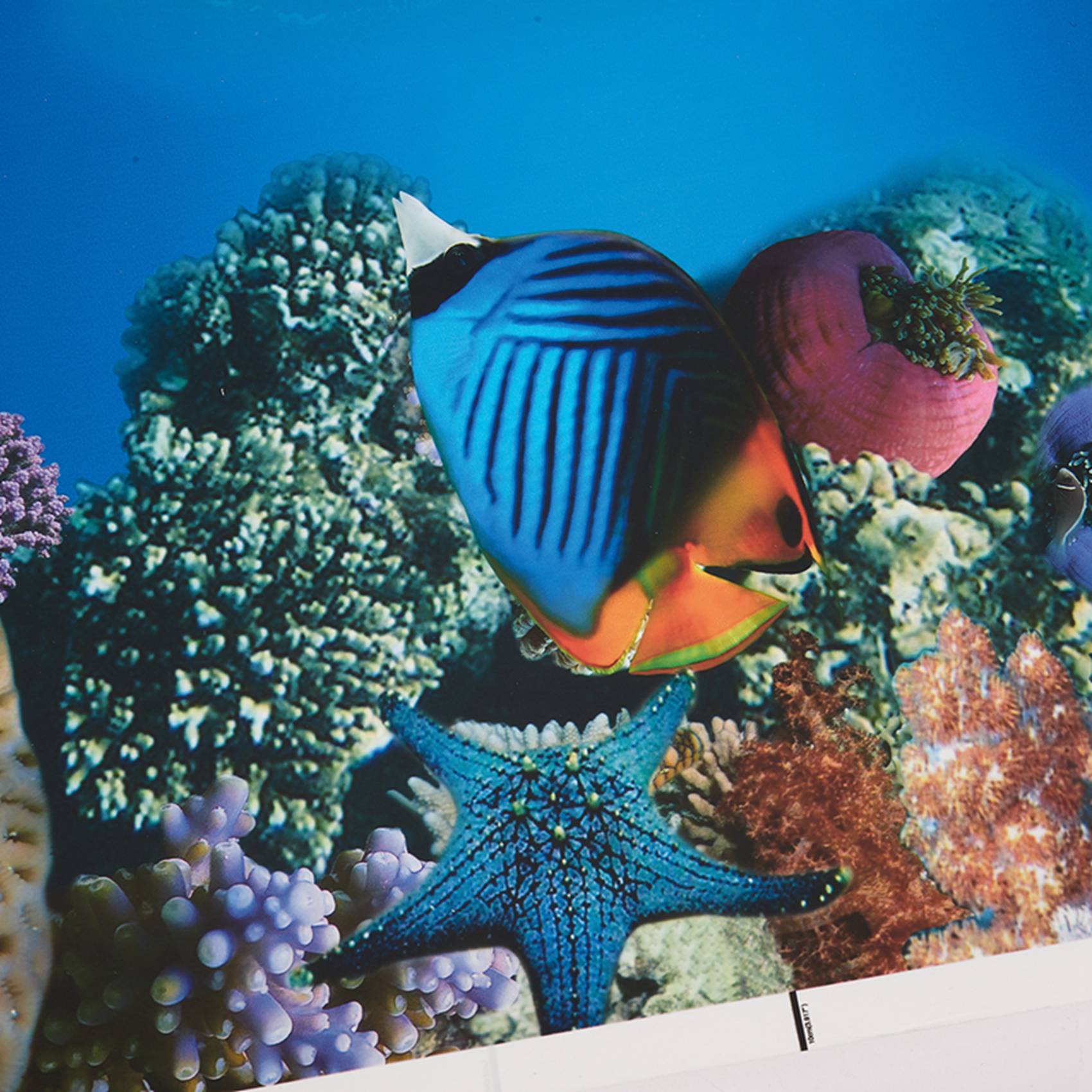BAAU Aquarium Background Paper - Fish In Aquarium Picture recension och pris