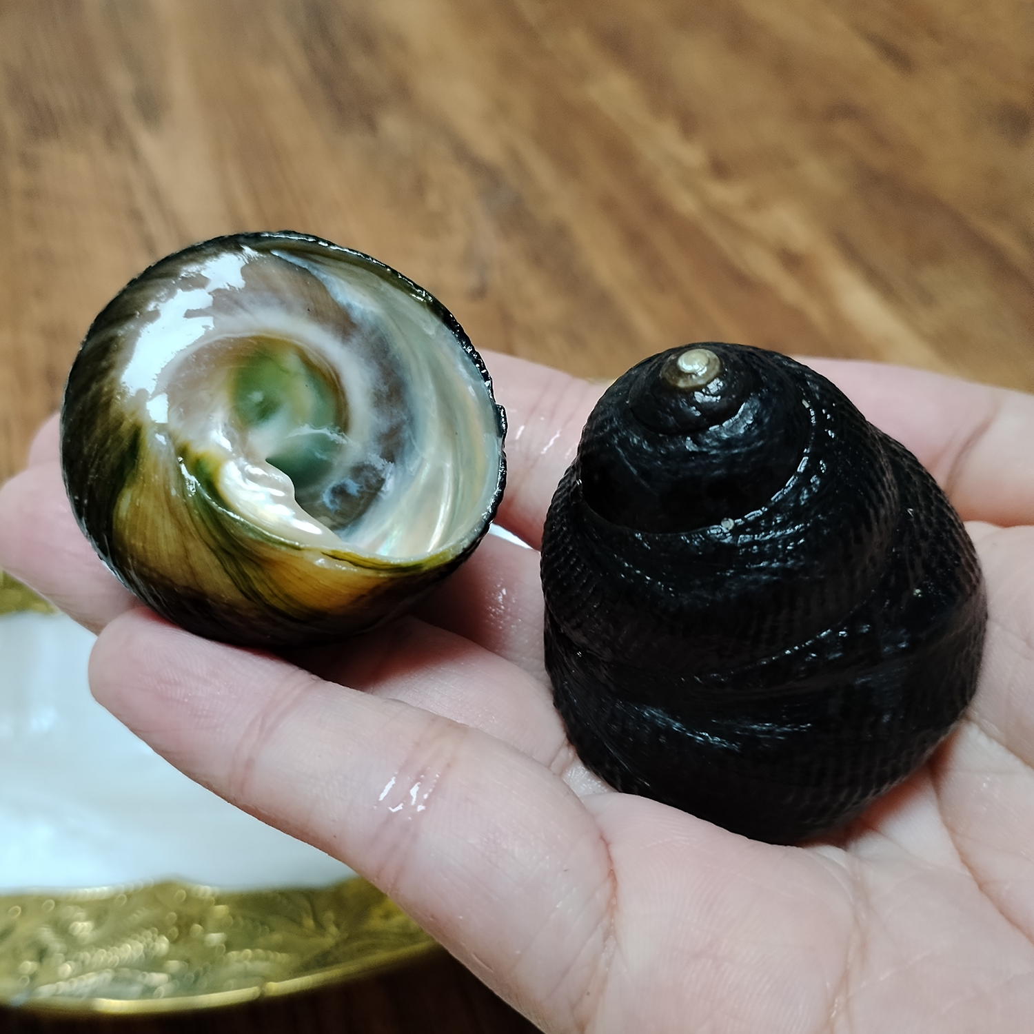 2 PCS Black Jade Snails Natura - Aquarium Fish Only recension och pris
