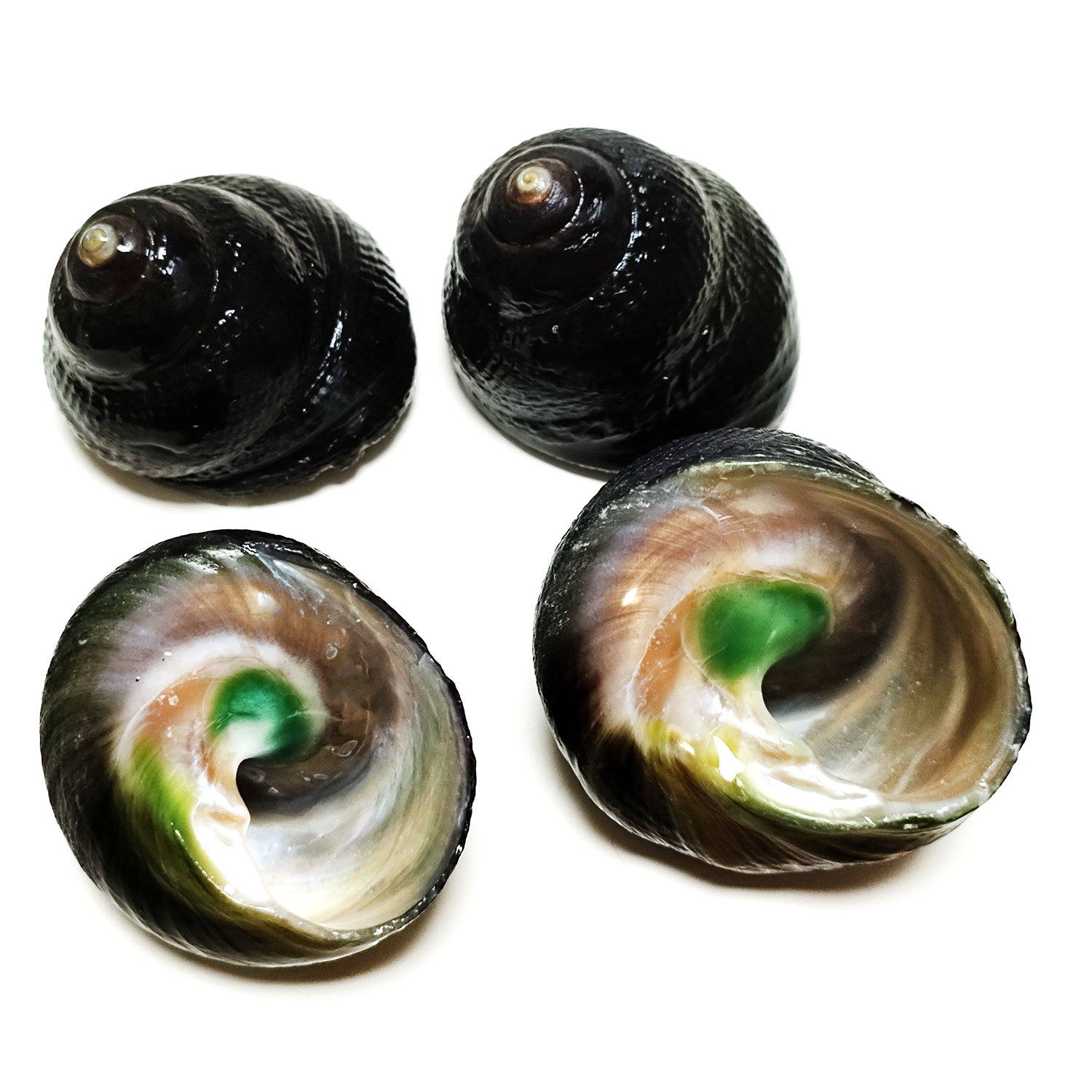 2 PCS Black Jade Snails Natura - Aquarium Fish Only recension och pris