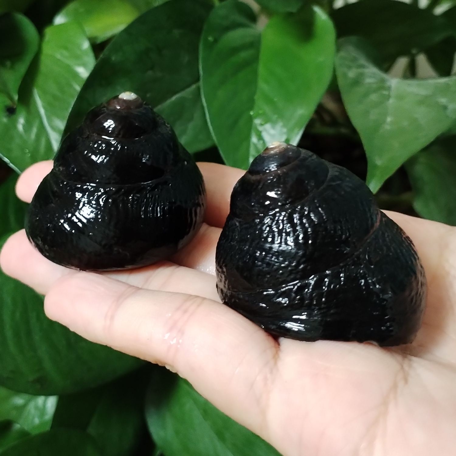 2 PCS Black Jade Snails Natura - Aquarium Fish Only recension och pris