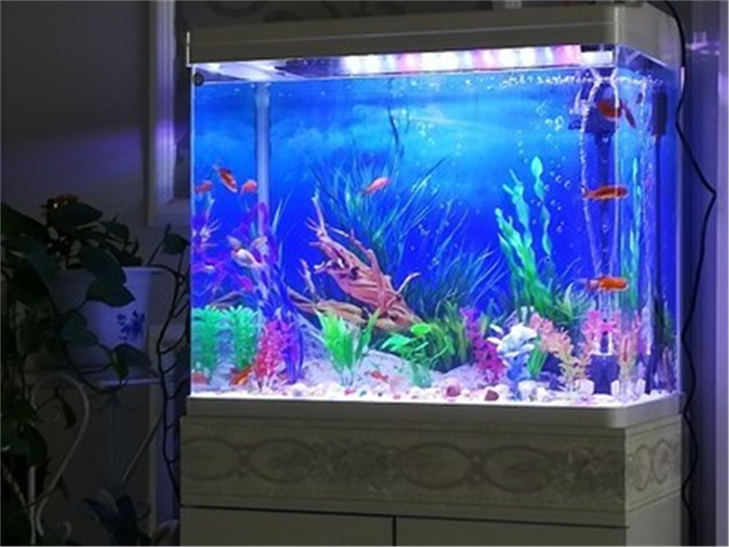 30CM 40CM High Glossy Double S - Fish In Aquarium Picture recension och pris